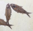 Five Beautiful Knightia Fossil Fish On Wide Slab #62674-1